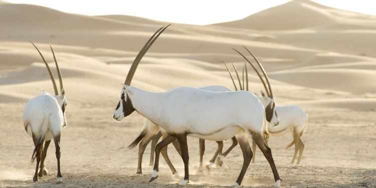 These are Arabian Oryx in the Empty Quarter. They are part of a reintroduced population after they went extinct in the wild in the 70’s.