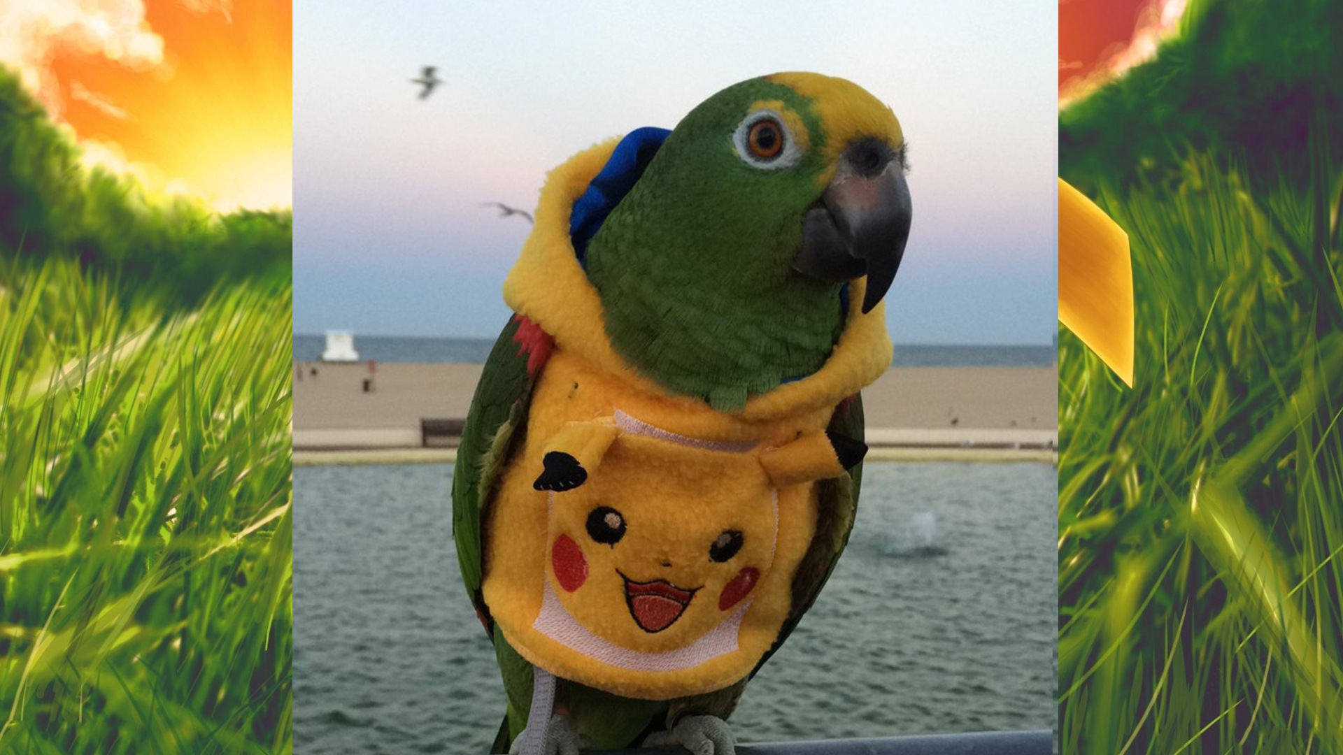 Tienda vende ropa de Pokémon para loros y ya puedes comprar la tuya