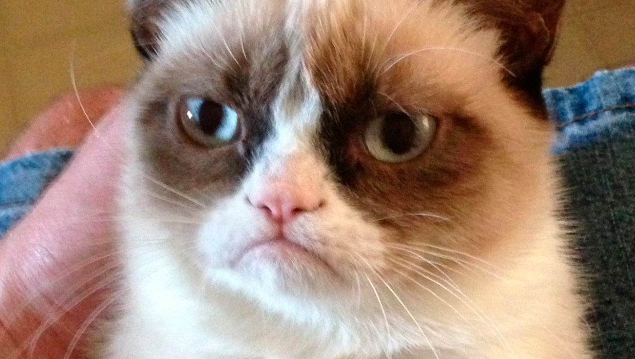 Fallece Grumpy Cat, una de las gatas más famosas del internet