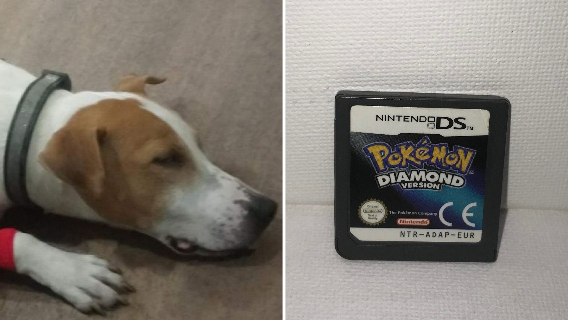 Perro con «buen gusto» por los videojuegos se traga cartucho de Nintendo DS