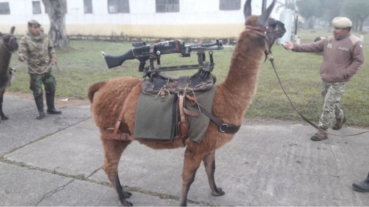 A lo Metal Slug: Ejercito Argentino utilizará llamas para procedimientos logísticos