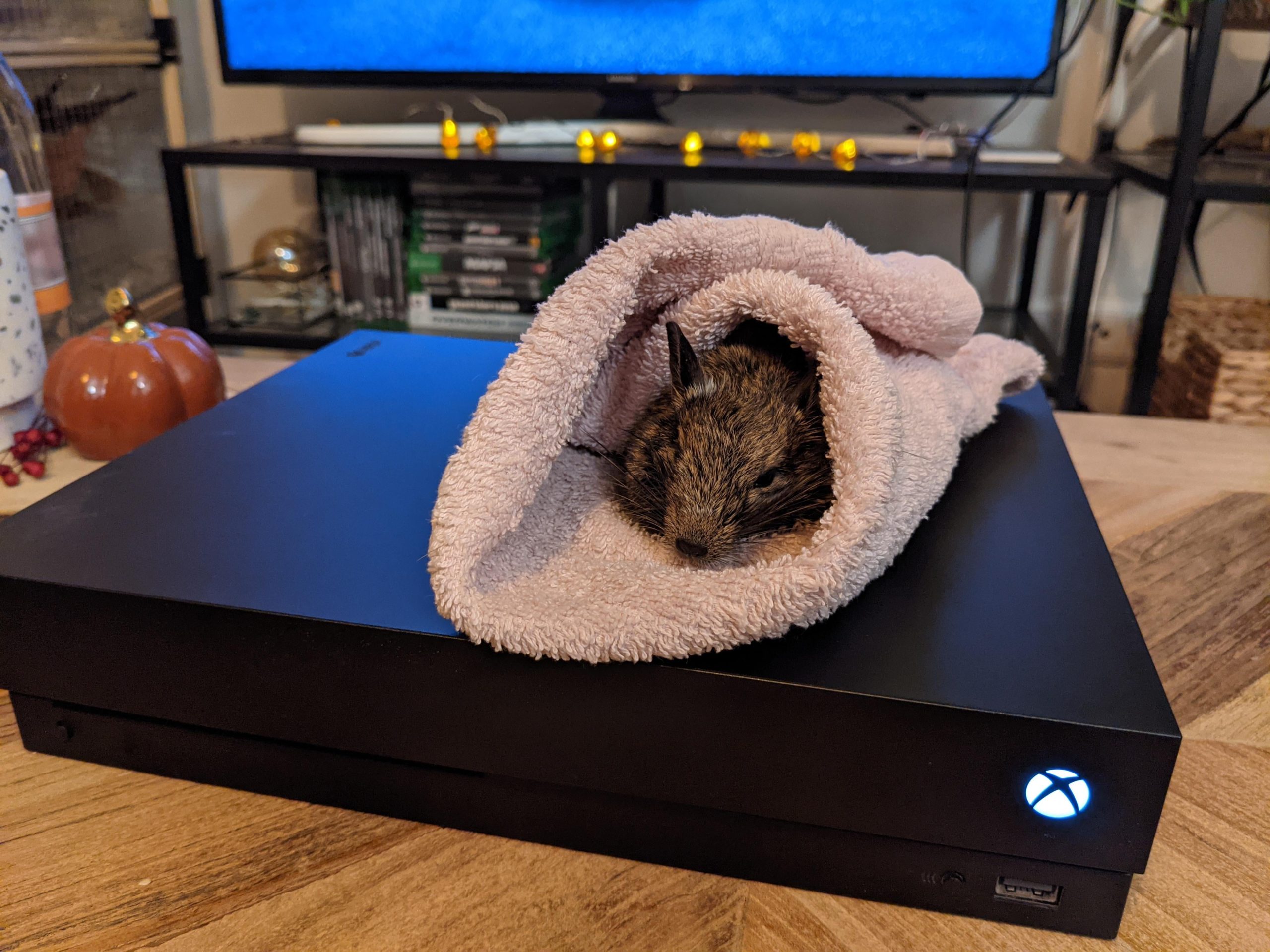 A falta de almohadillas térmicas usan Xbox para salvar la vida a una mascota
