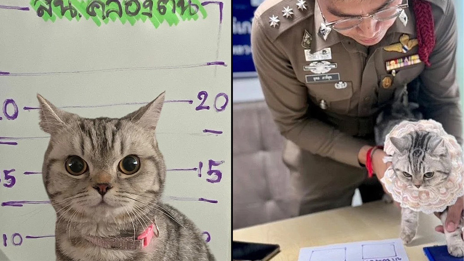 gato arrestado