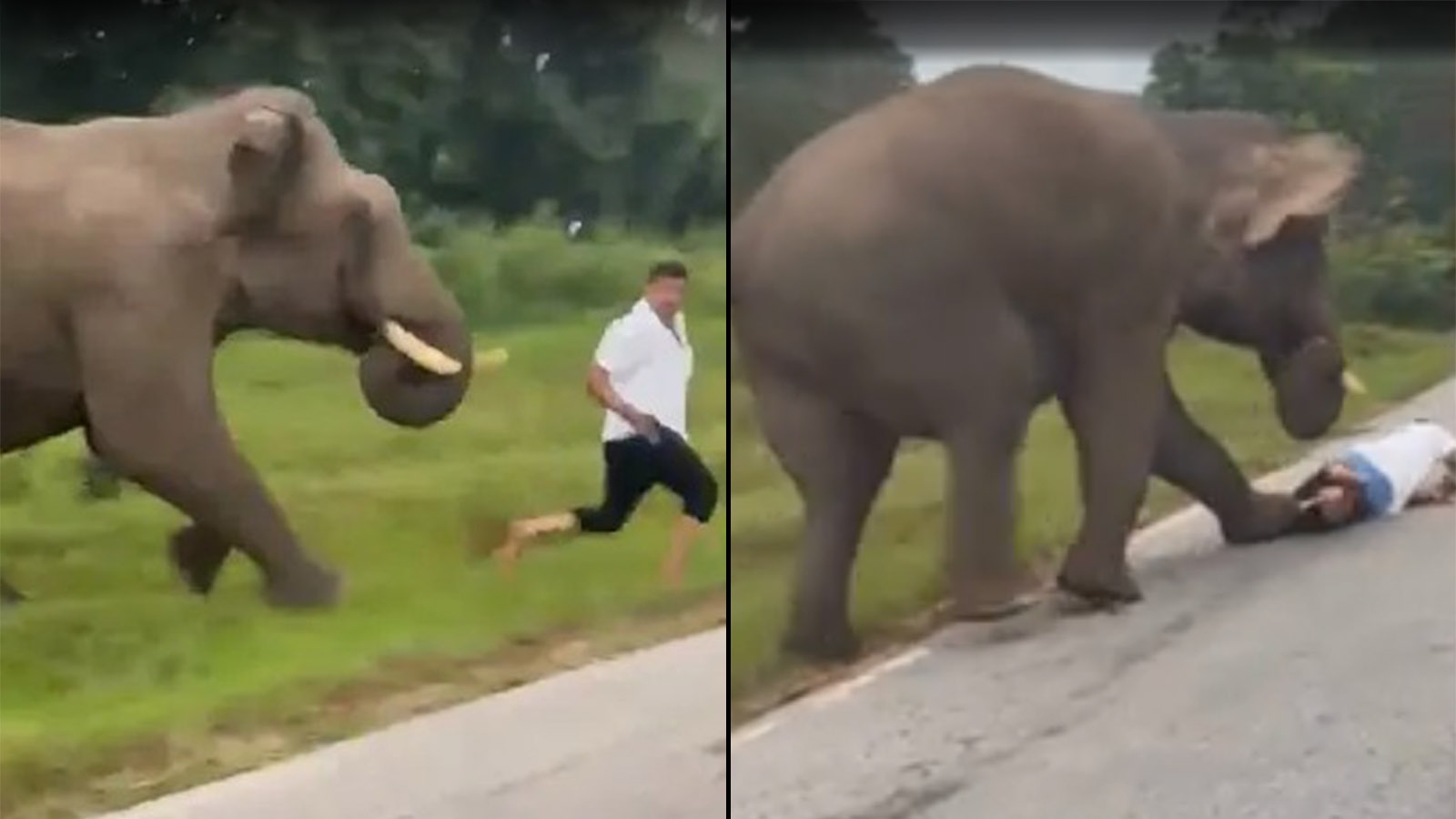 turista multado por elefante