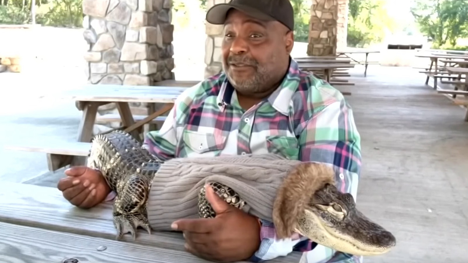 caimán de apoyo emocional