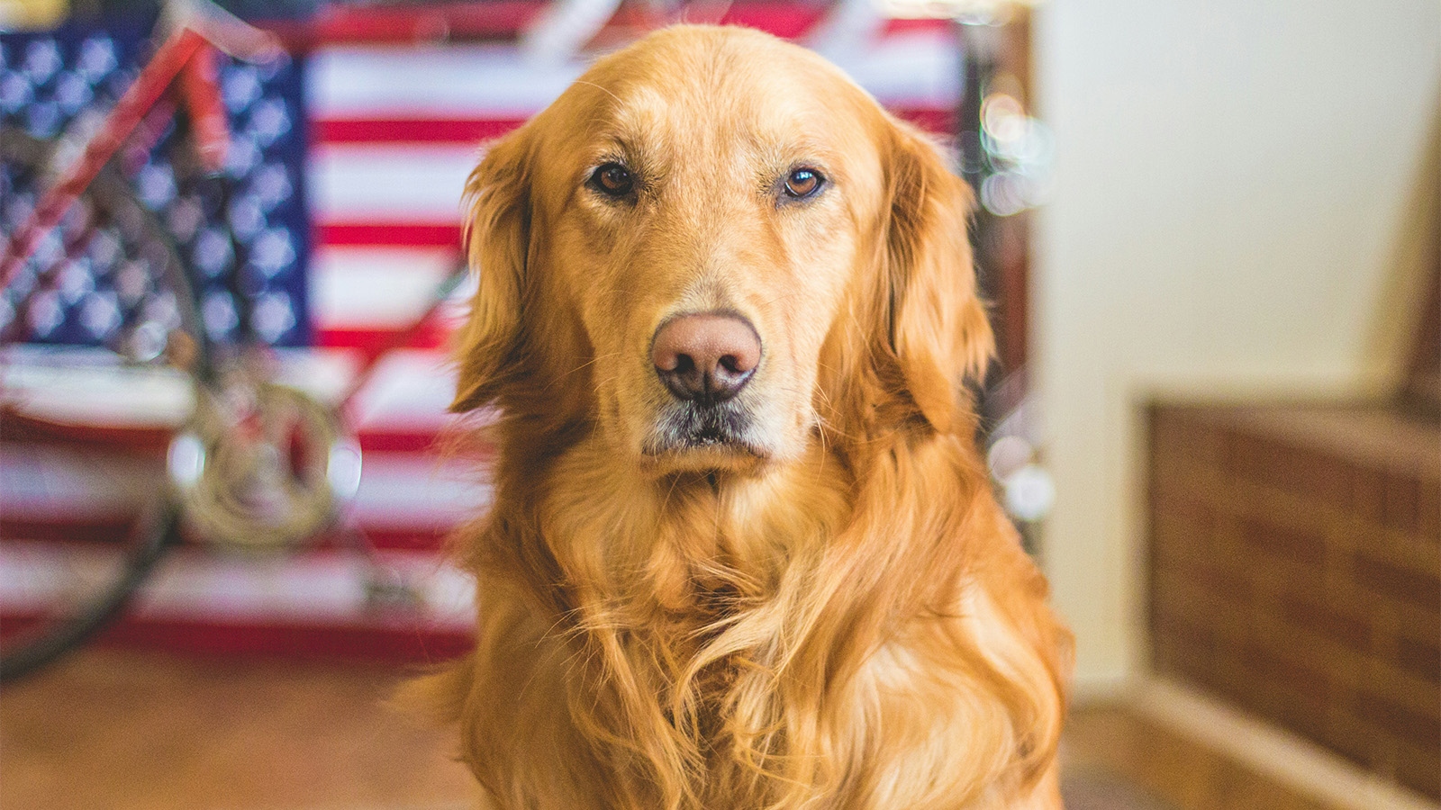 perro dispara a su dueño