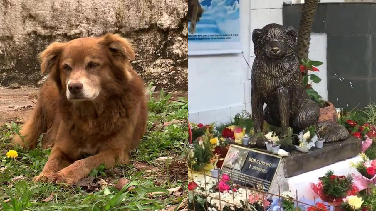 ley enterrar mascotas Sao Paulo