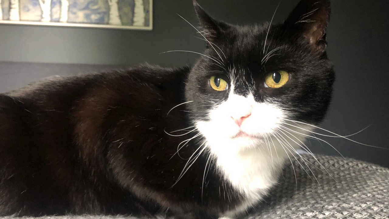 muerte de Palmerston
