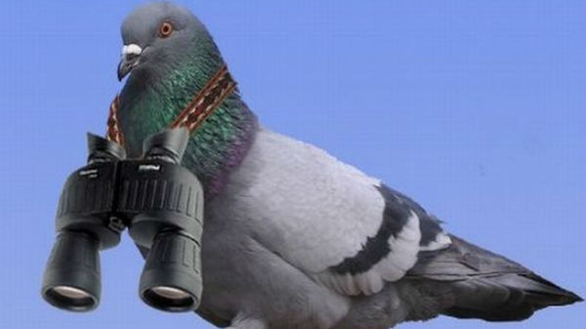 palomas espía con implantes