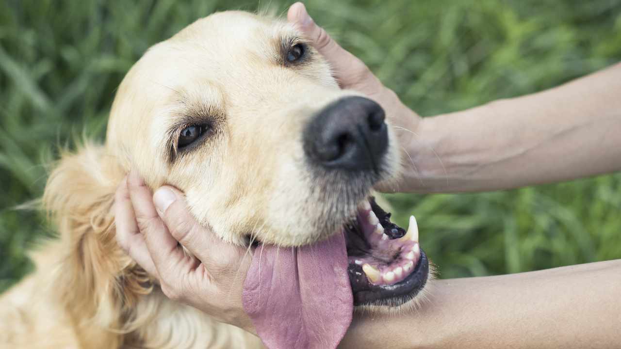 traductor de mascotas