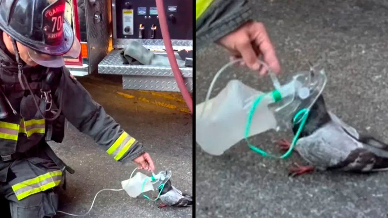 bomberos dan oxígeno a paloma